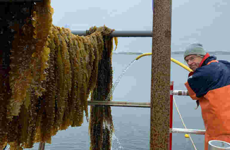 Kobb_seaweed_harvest