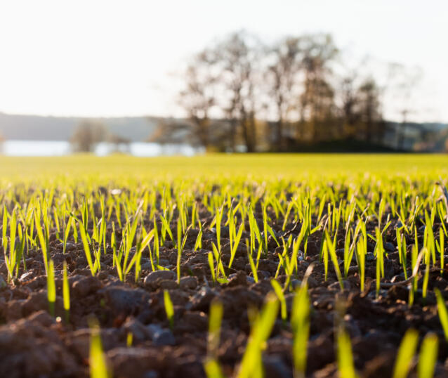 helena_wahlman-agriculture-3103