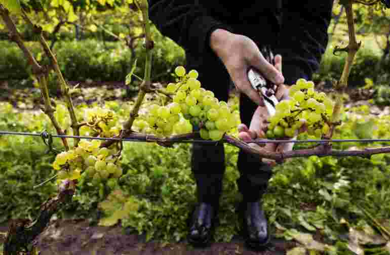 ästad vingård astad wineyard