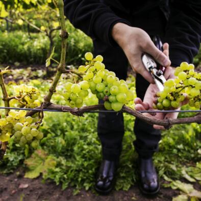 jerker_andersson-vineyard-6549