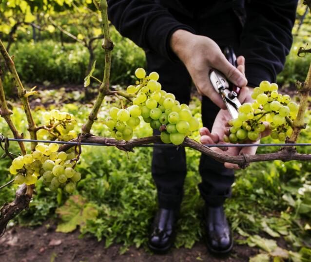 ästad vingård ästad vingård astad wineyard