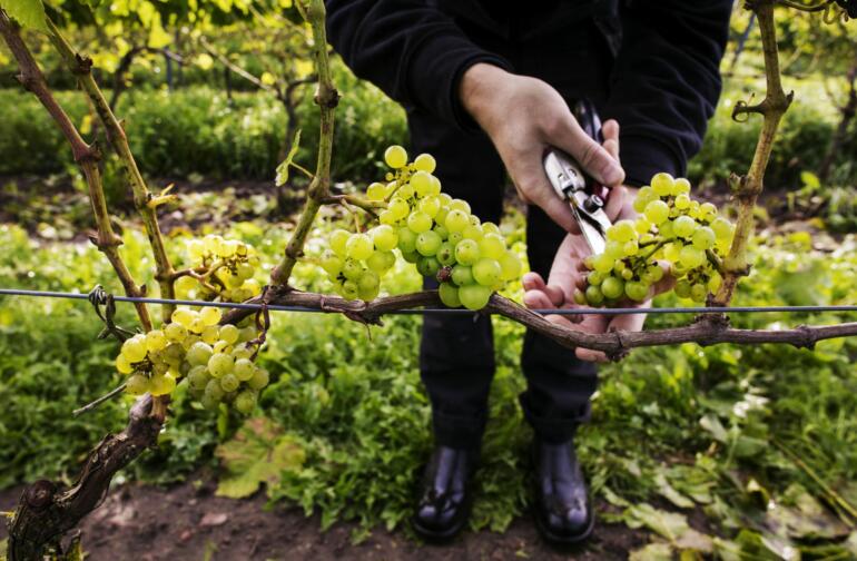 ästad vingård ästad vingård astad wineyard