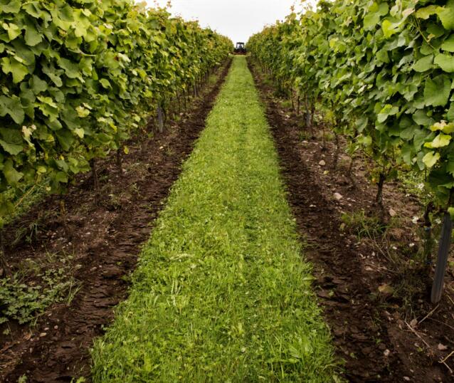 jerker_andersson-vineyard-6550